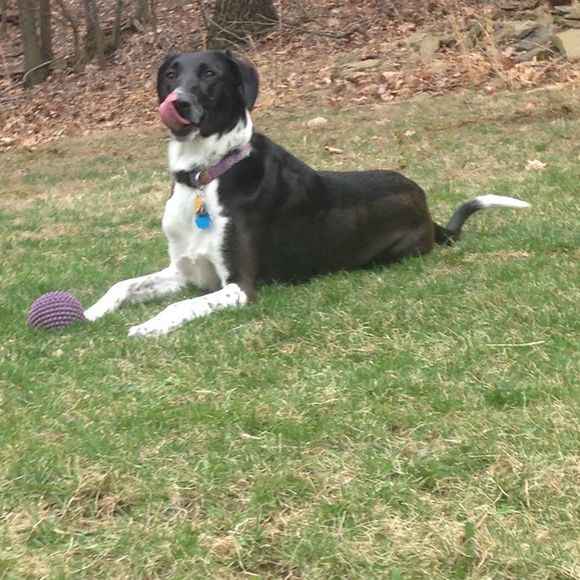 Meet your Posher, Sandy - Picture 1 of 1